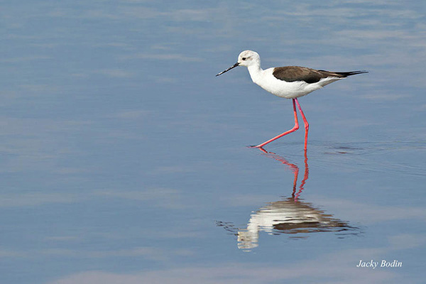 L'échasse blanche est majestueuse dans ses allures